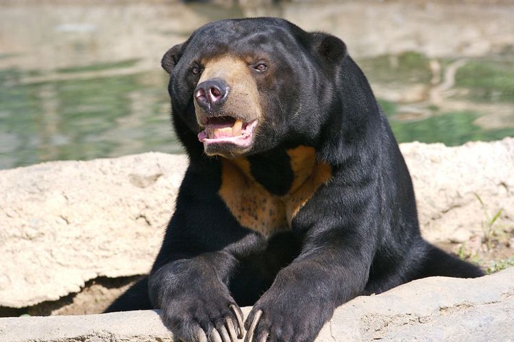 A sun bear