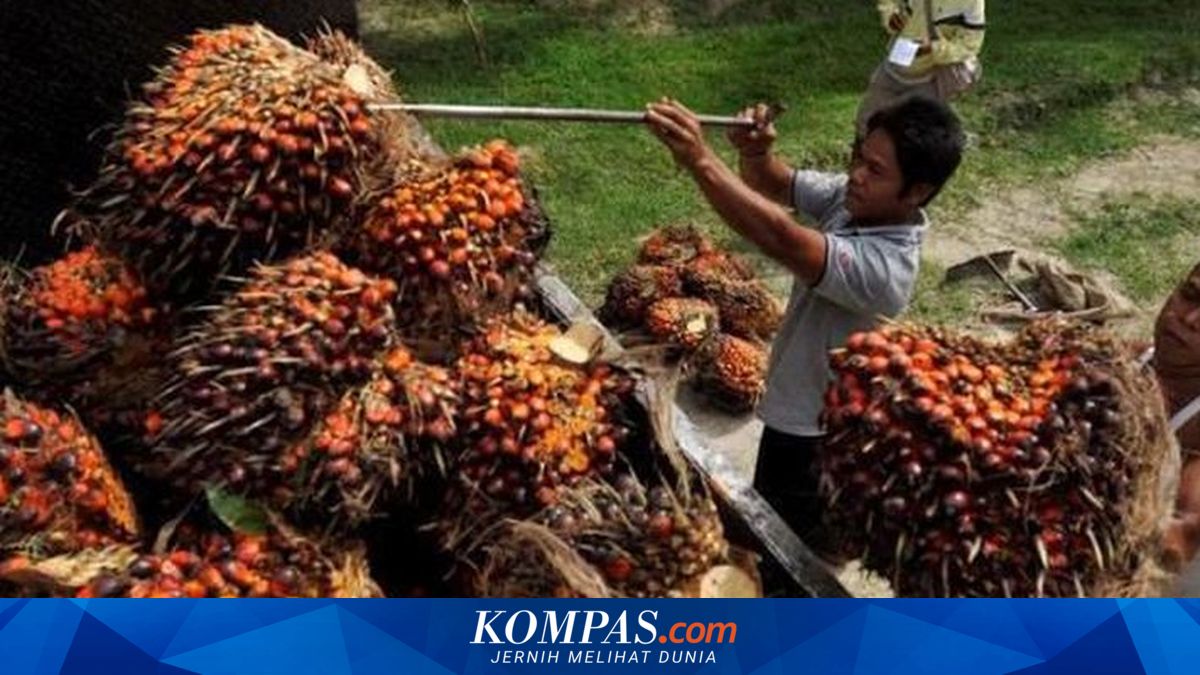 GAPKI Dorong Penegakan Hukum untuk Perkuat Tata Kelola Ekspor Sawit