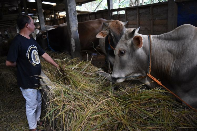 Ilustrasi perkembangan sapi potong di Indonesia, populasi sapi potong di Indonesia.