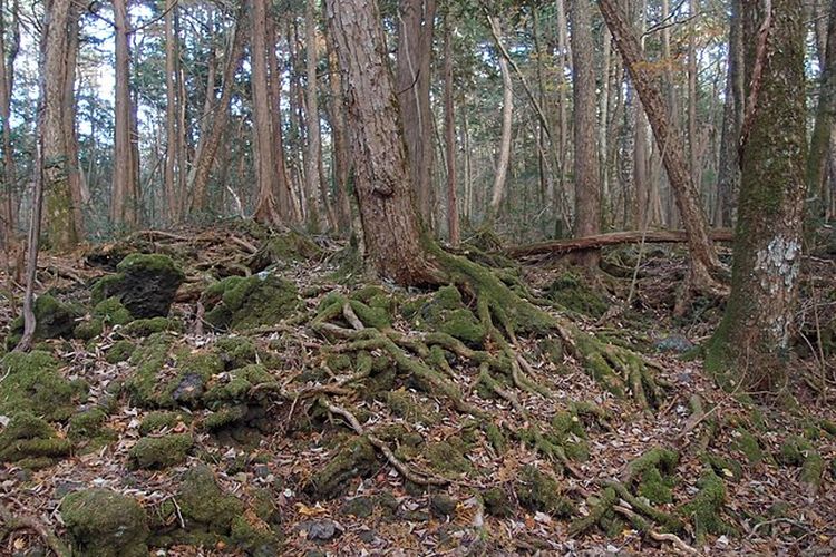 Hutan Aokighara di Jepang