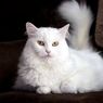 Benarkah Kucing Anggora Tuli? Berikut Penjelasannya