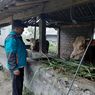 Pemkab Sleman Kembali Siapkan Lokasi Evakuasi Sapi Ternak Warga Merapi