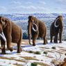 Seperti Apa Fakta Baru Mammoth Berbulu?