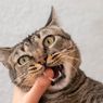 Kucing Menggigit Saat Dielus, Apa Alasannya?