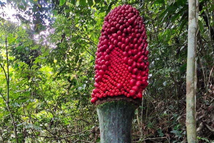 A titan arum carrion flower in Agam, West Sumatra produced fruit after it bloomed 