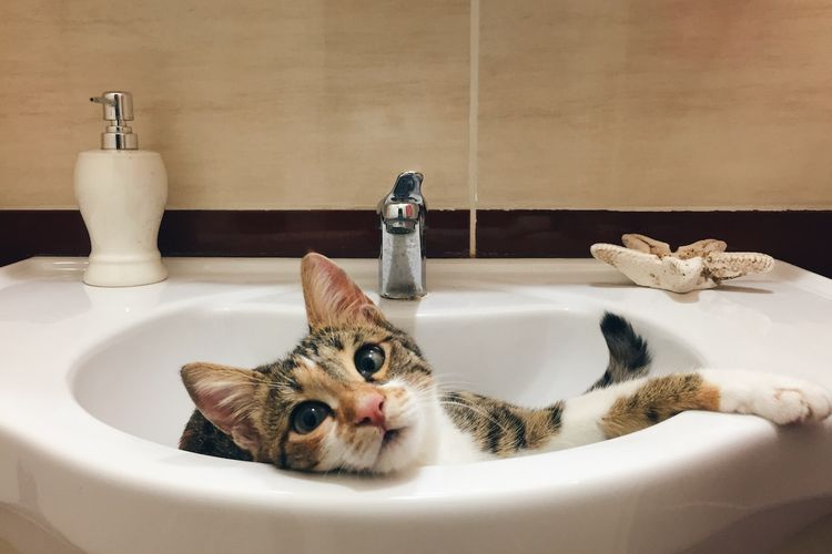 Ilustrasi kucing di kamar mandi. 