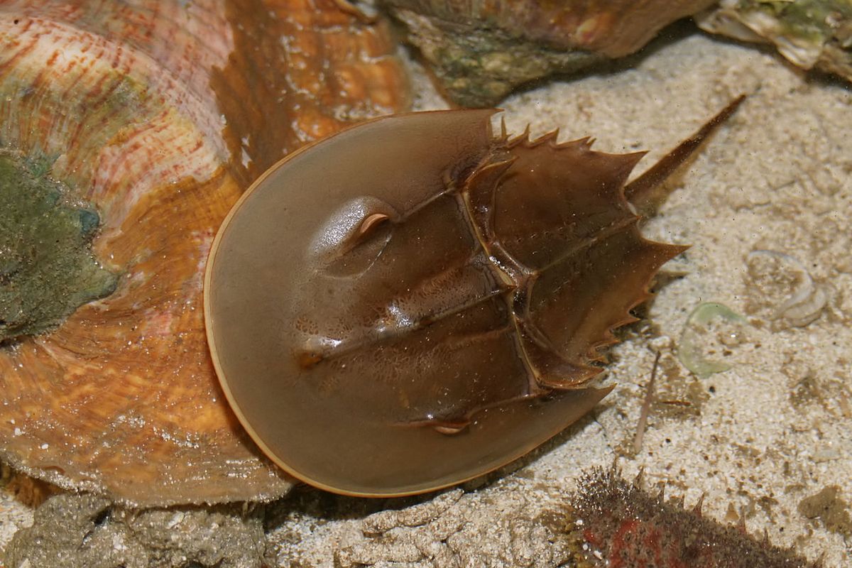 Kepiting tapal kuda atau Horseshoe crab (Limulus polyphemus).