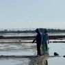 Kisah Petani Tambak Bisa Produksi Garam, Rumput Laut, Air Minum, dan Listrik Sekaligus