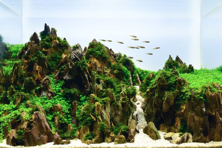 Ilustrasi aquascape bergaya mountain