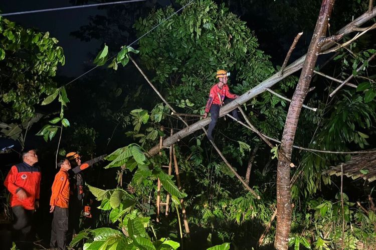Petugas BPBD Kabupaten Sukabumi mengevakuasi pohon tumbang di wilayah Kecamatan Cikembar, Sukabumi, Jawa Barat, Senin (14/10/2024).