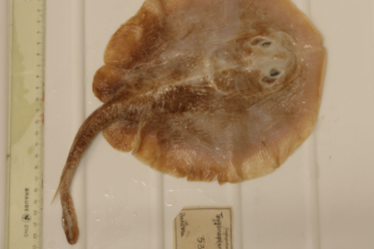 Ikan pari Jawa (Urolophus javanicus)