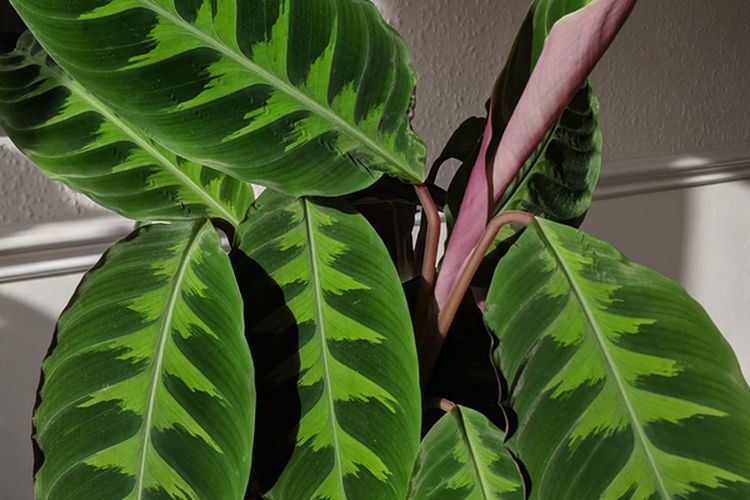 Ilustrasi tanaman calathea velvet. 