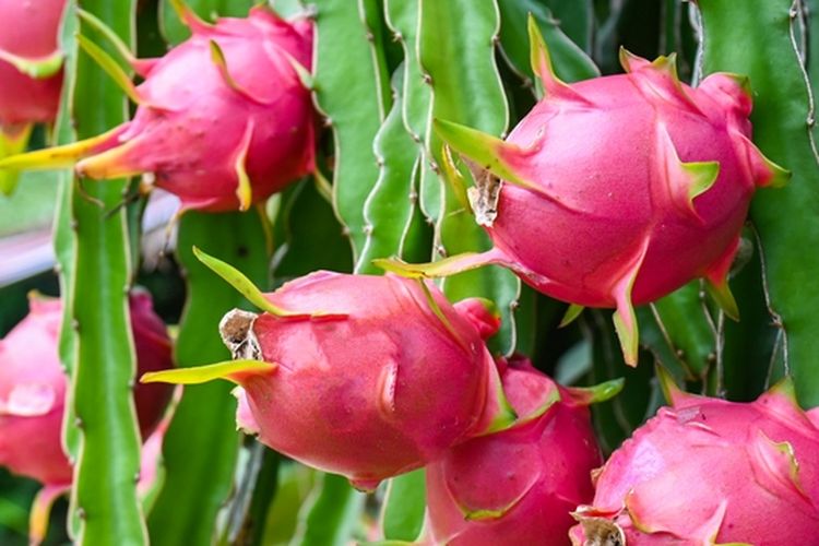 Ilustrasi buah naga, pohon buah naga, tanaman buah naga.