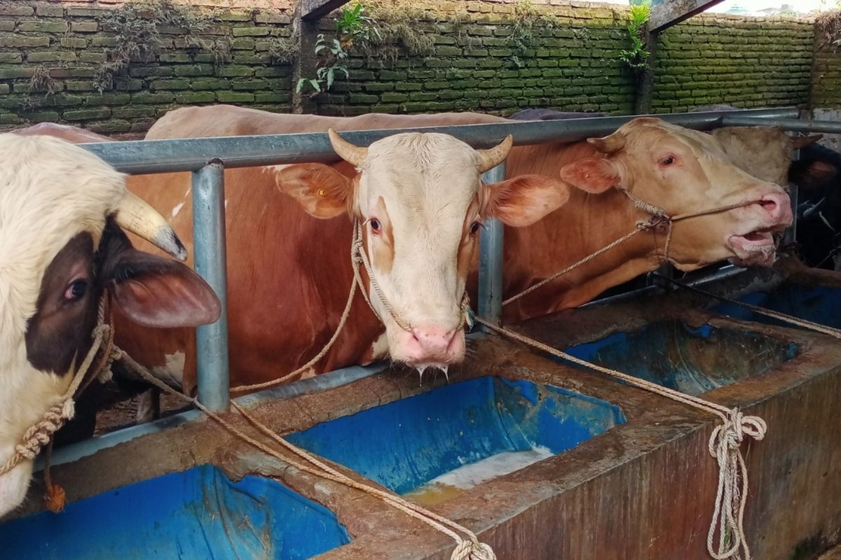 Cek informasi mengenai daftar harga sapi kurban 2025 jelang Idul Adha 1446 H menurut jenis dan beratnya.
