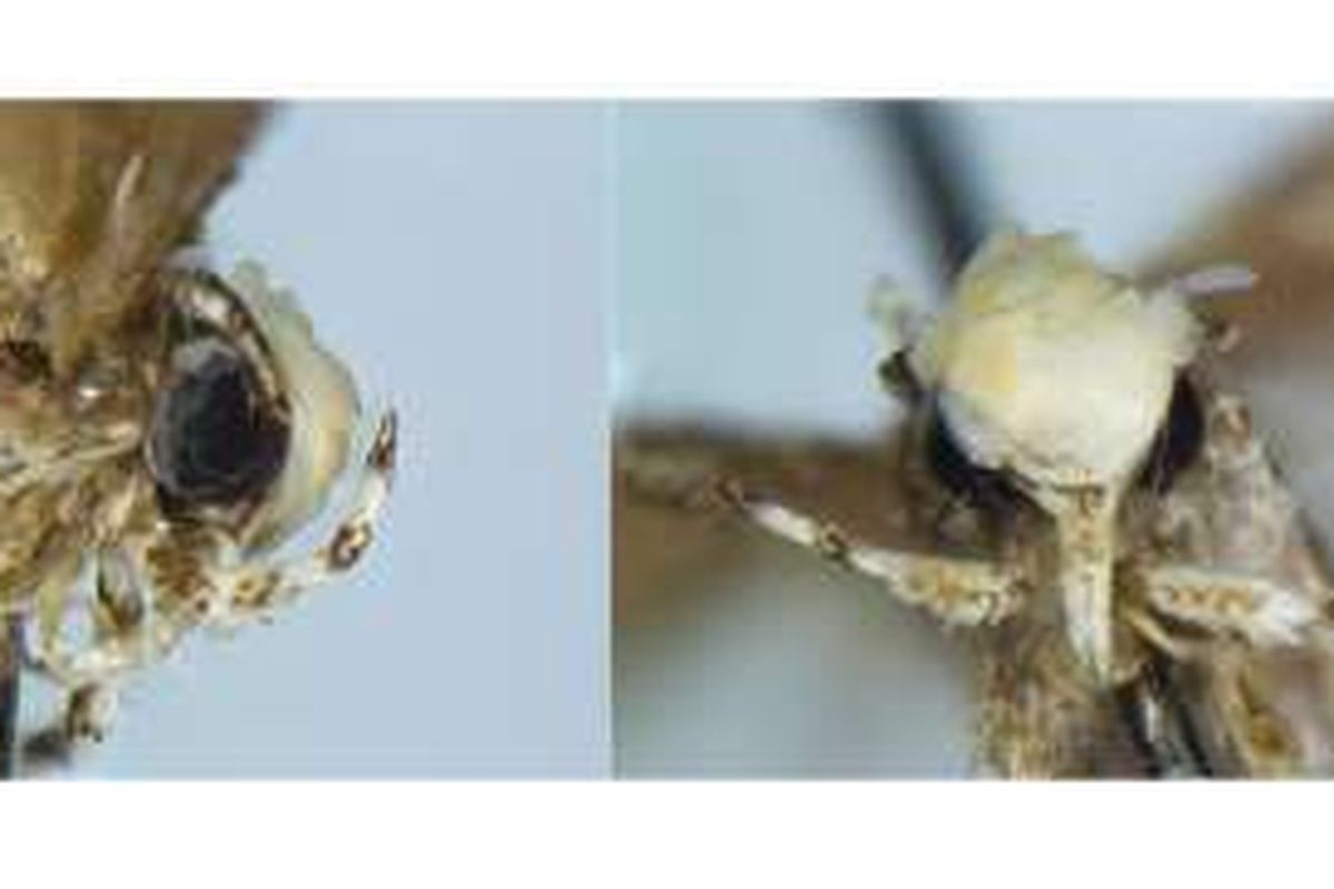 Ngengat Donald Trump (Neopalpa donaldtrumpi)