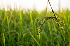 Interaksi yang Terjadi pada Ekosistem Sawah