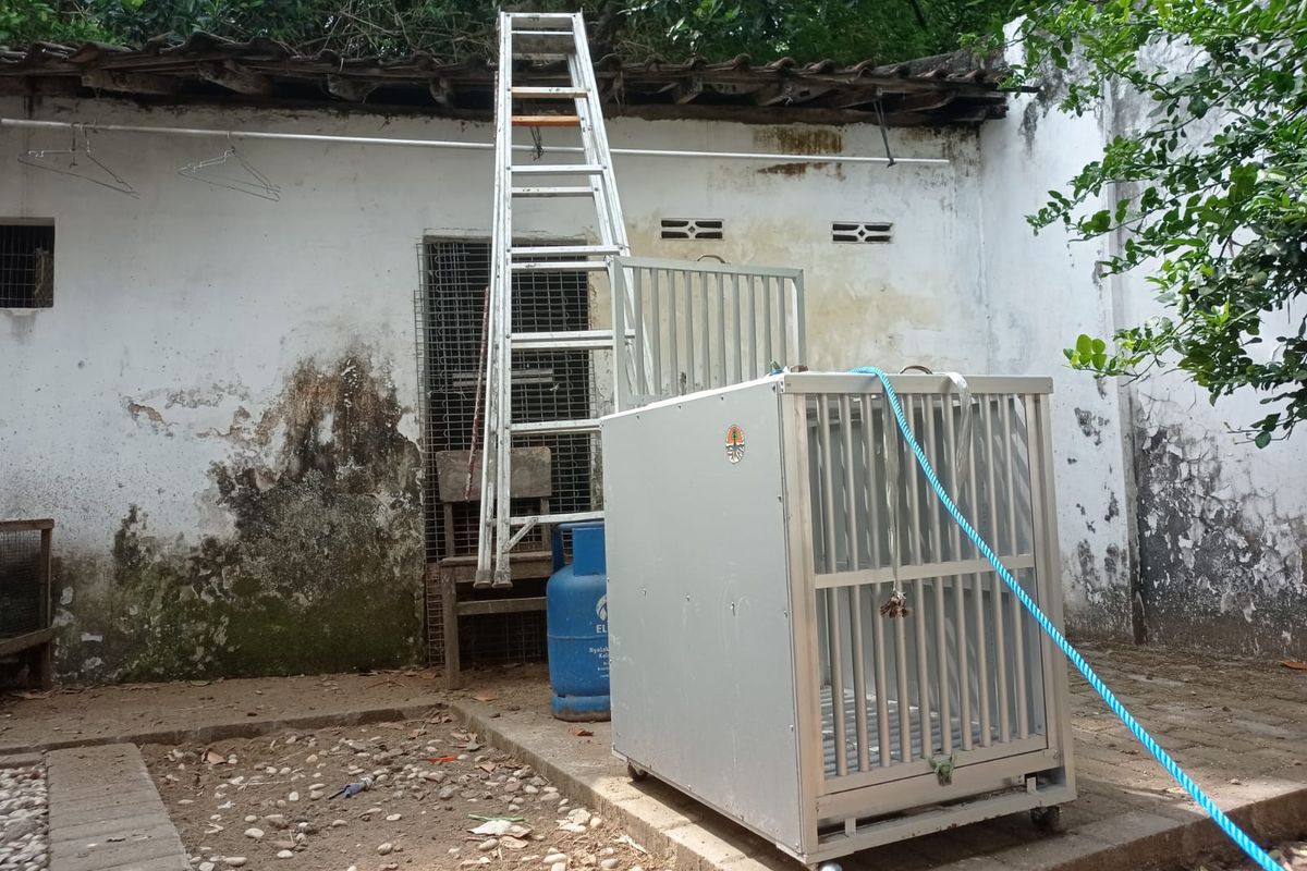 Kandang jebak yang dipasang BKSDA Kediri, Jawa Timur, untuk menangkap kawanan monyet yang masuk ke permukiman warga lingkungan Sukorame, Kecamatan Mojoroto, Kota Kediri, Jawa, Timur, Kamis (6/10/2022).