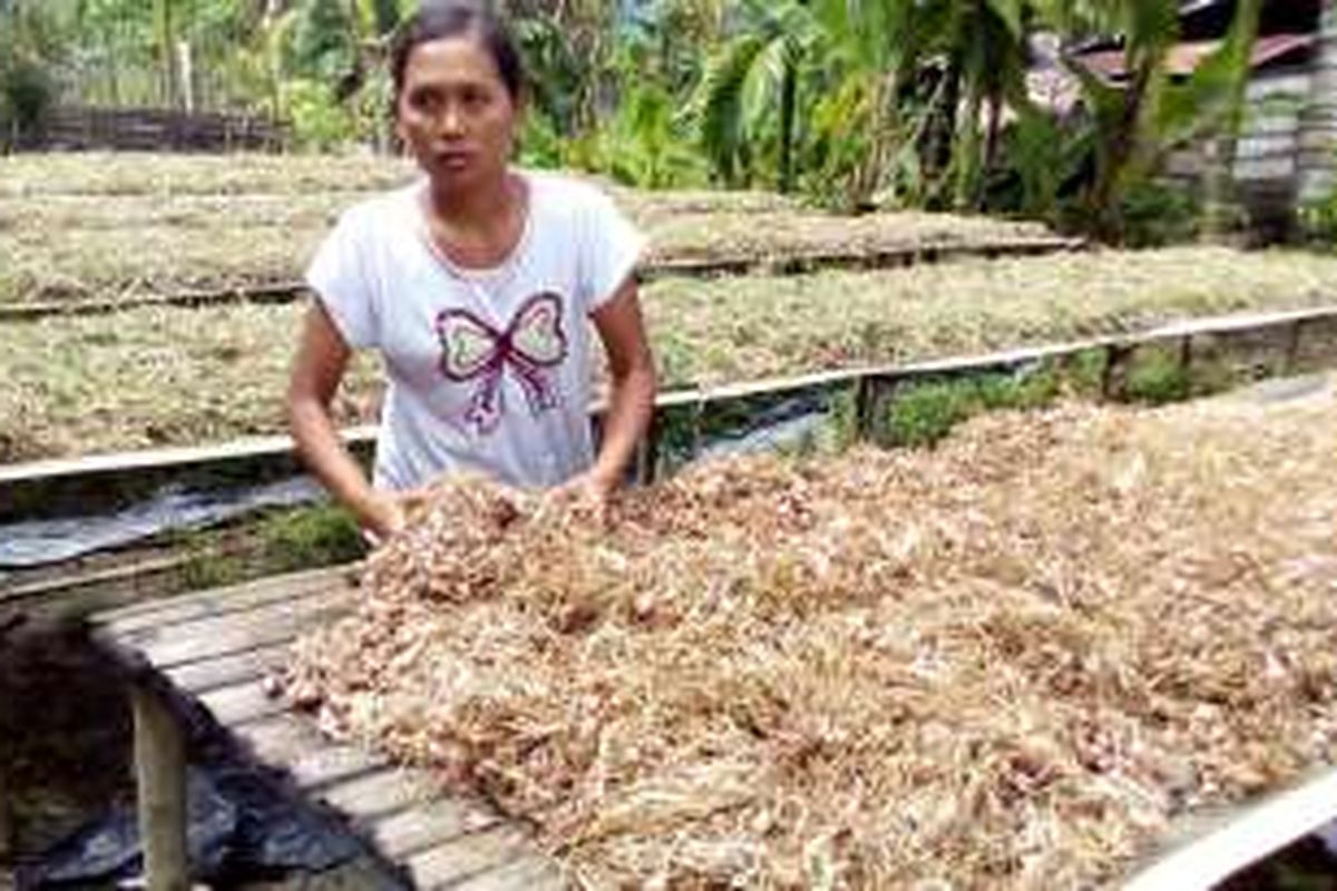 Rerata panen Philip bisa menyentuh angka 7 ton. Sekarang, dari tangan petani harga bawang per kilogram di Oba, Halmahera bagian tengah, Maluku Utara, senilai Rp 45.000. 