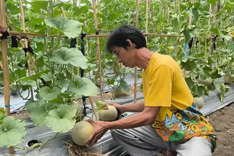 Petani Melon Pangandaran Keluhkan Tak Dilibatkan Pasok MBG, 3,5 Ton Panen Terancam Tak Terserap