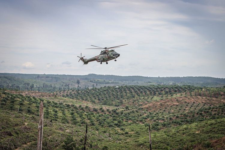 Laporan FAO: Cuma 2 Tahun Lahan Pertanian RI Naik 10 Juta Hektar, Kebanyakan Sawit