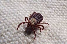 Pintu Air Koto Panjang Dibuka, Kapolda Riau Siagakan Pasukan Antisipasi Banjir