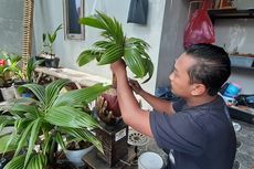 Cerita Dimas, Sukses Kembangkan Budidaya Tanaman Bonsai Kelapa Beromzet Jutaan Rupiah