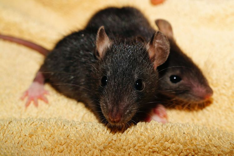 Ilustrasi tikus yang mengganggu kenyamanan rumah