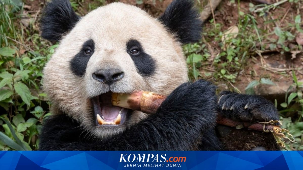 12 Wisatawan Dilarang Melihat Panda Seumur Hidup karena Hal Ini
