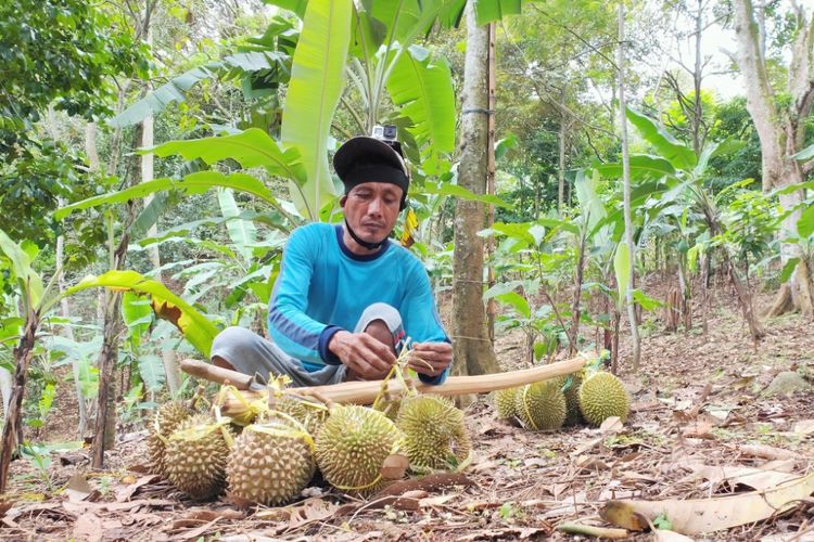 Pak Jali mengikat Durian Rumpin untuk dibawa menuruni bukit.