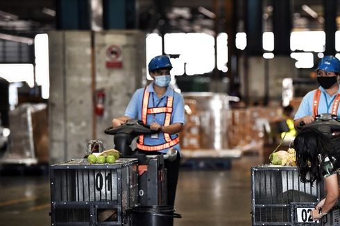 2 Orangutan yang Diselundupkan ke Thailand Dipulangkan ke Indonesia