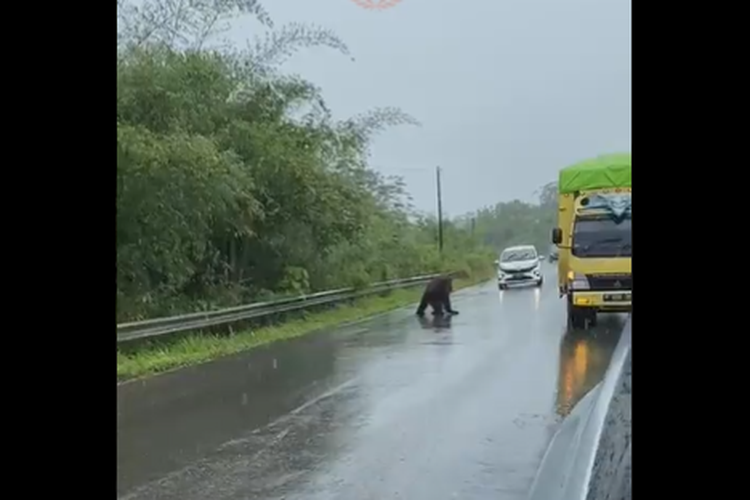Tangkapan layar video viral orangutan menyeberang jalan raya di Kutai Timur, Kalimatan Timur.