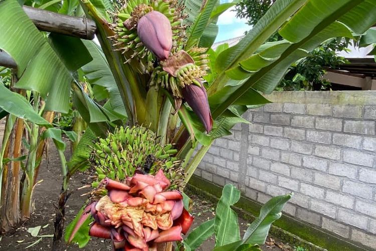 Pisang bertandan 3 milik Lukman warga Desa Banjarejo, Kecamatan Ngadiluwih, Kabupaten Kediri, Jawa Timur, Jumat (3/1/2025).