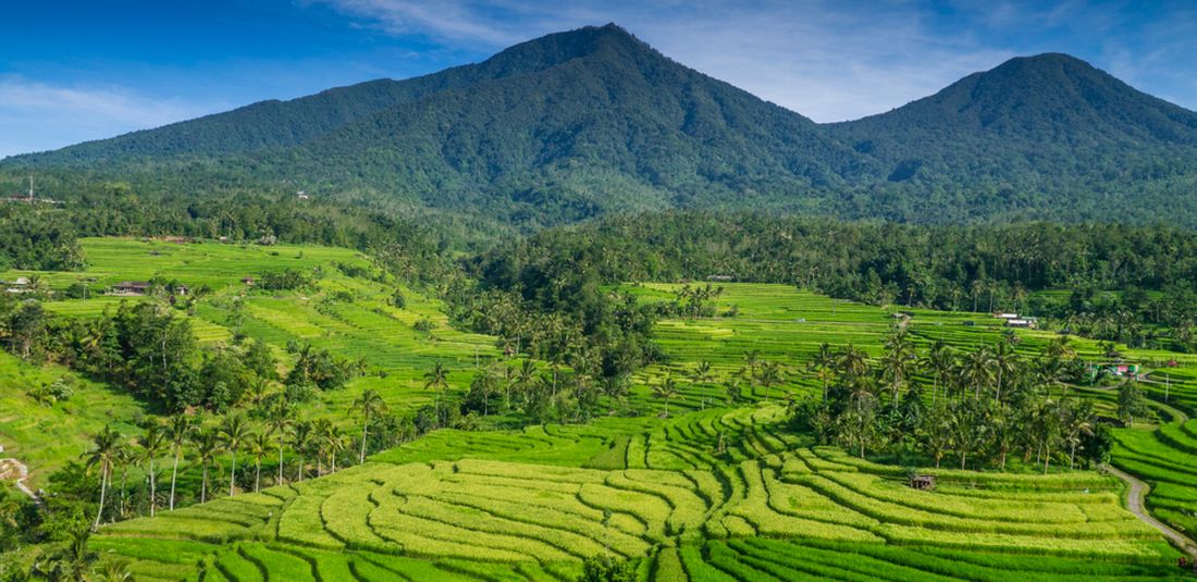 Ilustrasi subak Jatiluwih, Bali. 