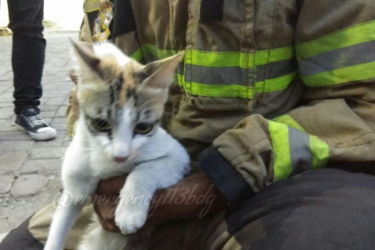 Kucing ini berhasil dievakuasi Tim Animal Rescue Diskar Kota Bandung setelah sebelumnya terjebak selama dua hari diatas pohon mahoni yang memiliki ketinggian 22 meter.