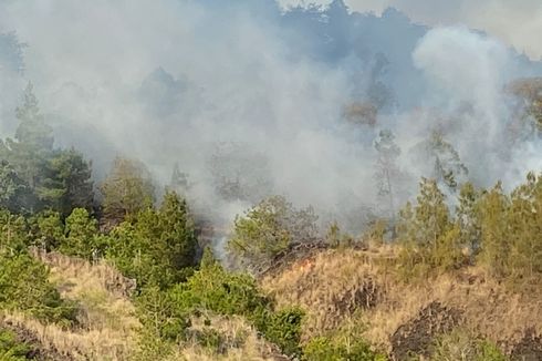 Kebakaran Hutan di Gunung Batur Bali Dipadamkan, BPBD: Murni Faktor Alam, Lahan Kering...