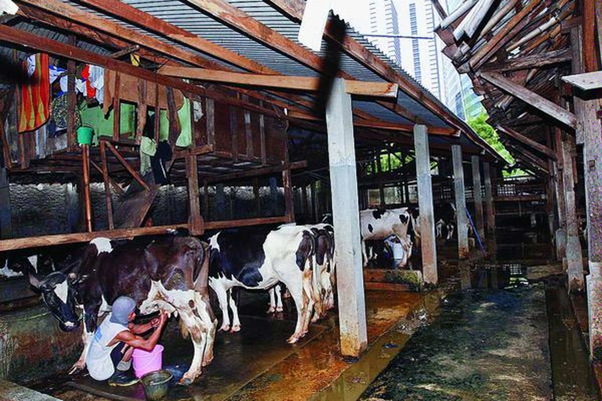 Peternak sapi perah di kawasan Kuningan, Jakarta Selatan, Jumat (24/10), memerah susu. Walaupun dikepung gedung tinggi, puluhan peternak sapi perah tetap bertahan untuk memenuhi kebutuhan susu pelanggan mereka.  