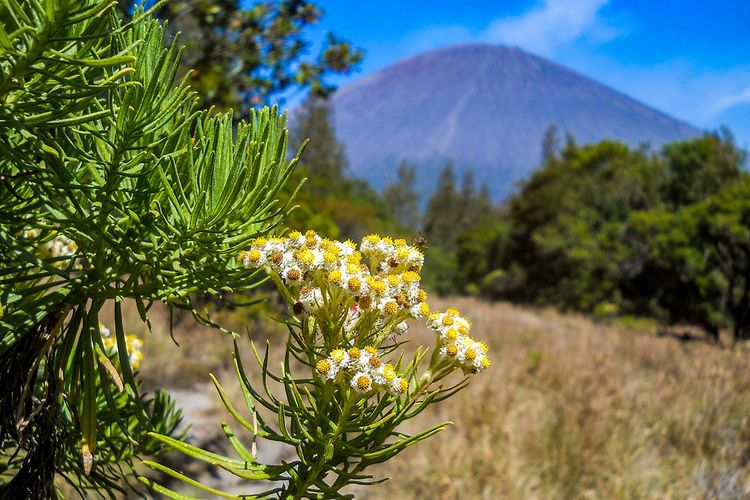 Bunga edeweiss di Gunung Semeru. Memetik bunga Edelweis adalah tindakan yang dilarang dalam aktivitas pendakian.
