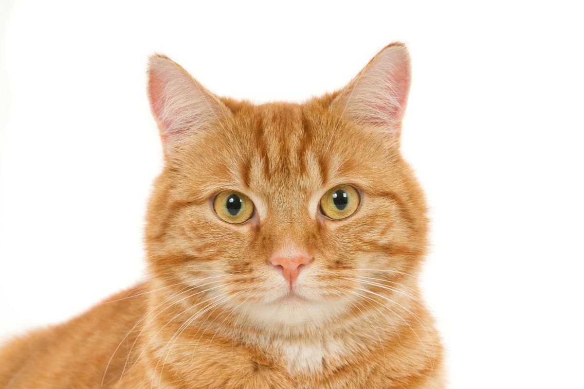 Ilustrasi kucing oranye ataub oren. Benarkah kucin oren punya sifat nakal?