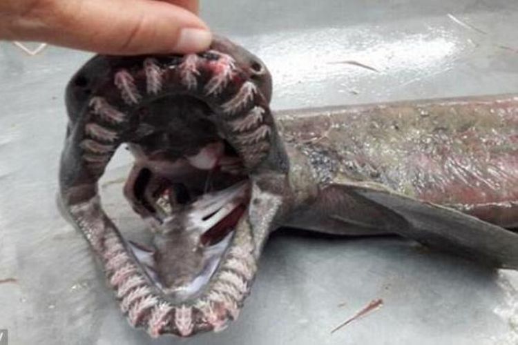 Para ilmuwan yang mengerjakan sebuah proyek di lepas pantai Algarve, Portugal, menangkap hiu prasejarah minggu ini.