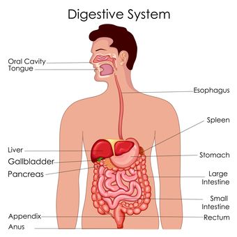 Urutan organ saluran pencernaan makanan pada manusia yang benar adalah