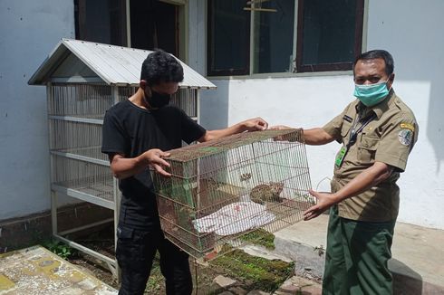 BKSDA Jember Evakuasi Dua Ekor Kucing Hutan di Kaki Gunung Argopuro