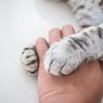 Alasan Kucing Meletakkan Cakar di Tangan Pemiliknya