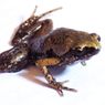 Spesies Katak Baru Endemik Sumatera, Ahli Konsen pada Konservasi Hutannya