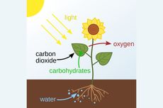 Bagaimana Proses Fotosintesis Terjadi? Siswa Segera Cek