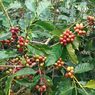Festival Kopi Colol di Manggarai Timur NTT Dibatalkan