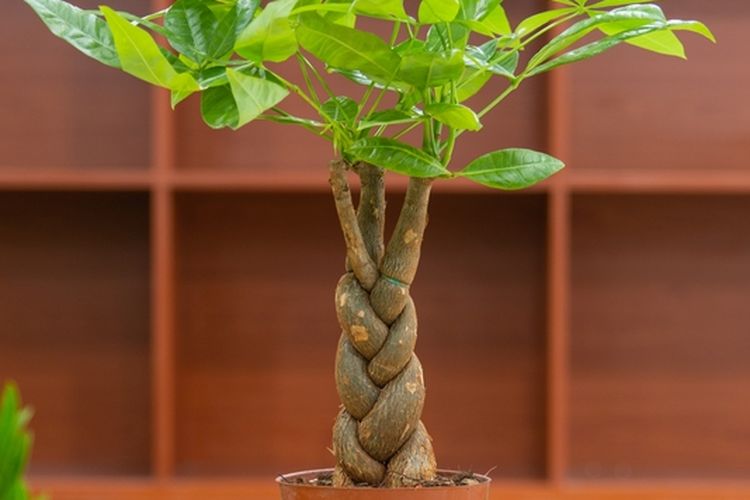 Pohon uang (money tree) atau kacang saba