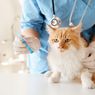 Ini Bahaya Memberikan Obat Manusia pada Kucing Peliharaan