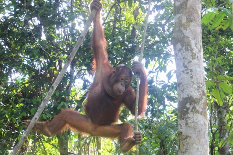 Salah satu Orangutan bernama Elder yang ada di hutan konservasi Samboja Lestari, yang dikelola Yayasan Borneo Orangutan Survival (BOS).