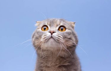Tampak Lucu, Ternyata Peaknose, Scottish Fold, dan Munchkin adalah ...