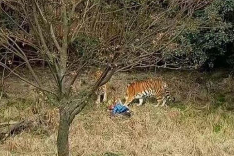 Foto ini memperlihatkan saat seorang pengunjung kebun binatang di Ningbo, China diserang tiga ekor harimau penghuni tempat itu.